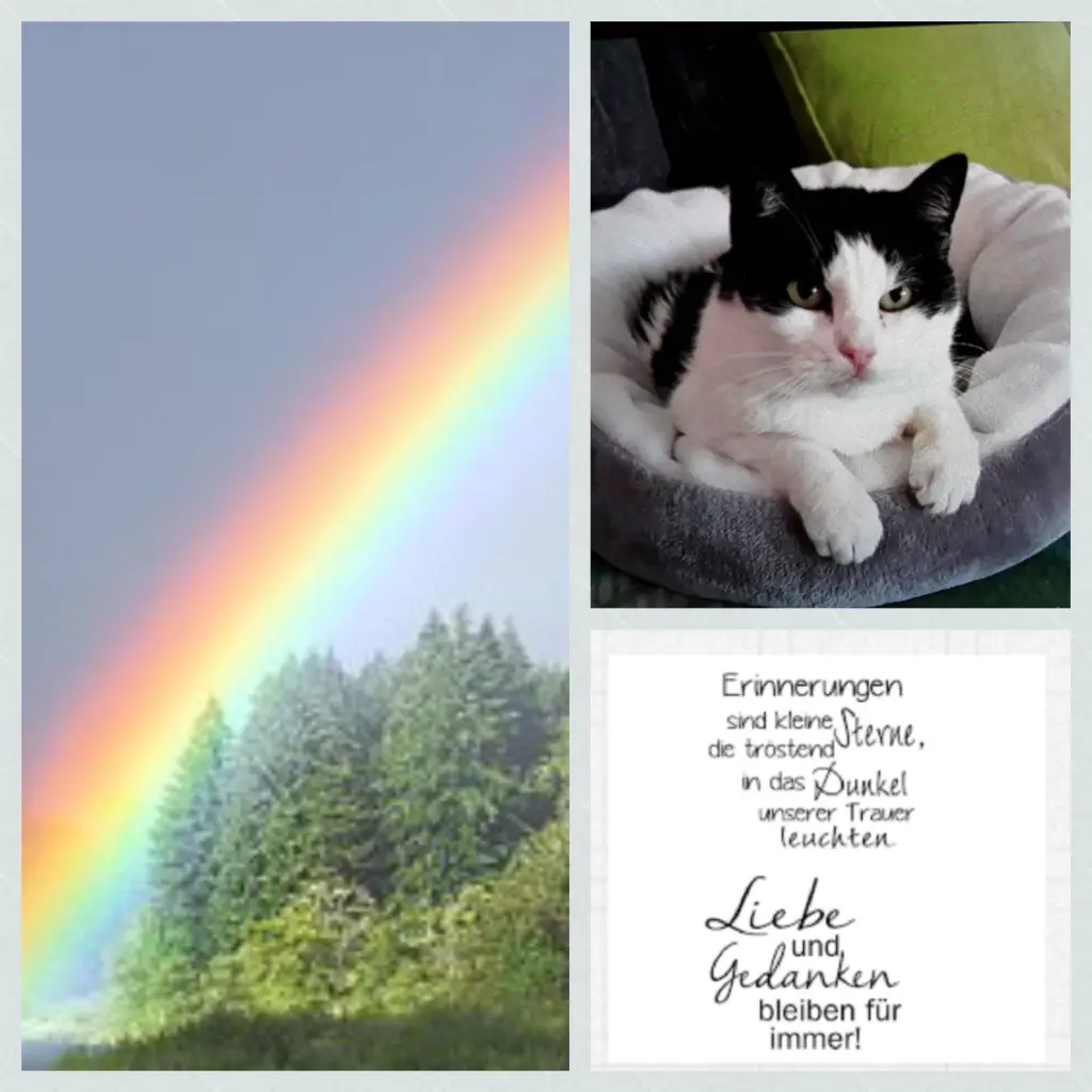 Condolence image of Anja mit Joy im Herzen 