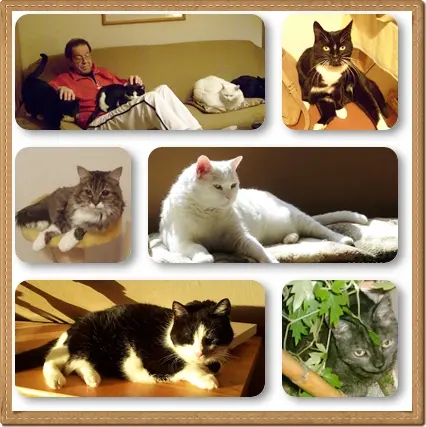 Condolence image of Ilse mit Tier-Sternlein Maja, Jule, Gismo, Fee und Minna im Herzen