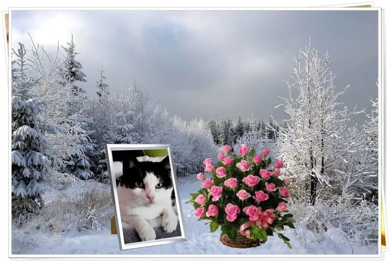 Condolence image of Fur Miezi❤️