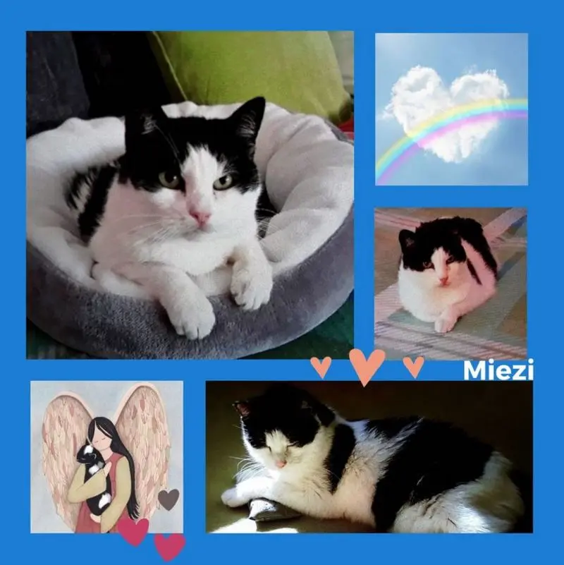 Condolence image of Rosen für Miezi