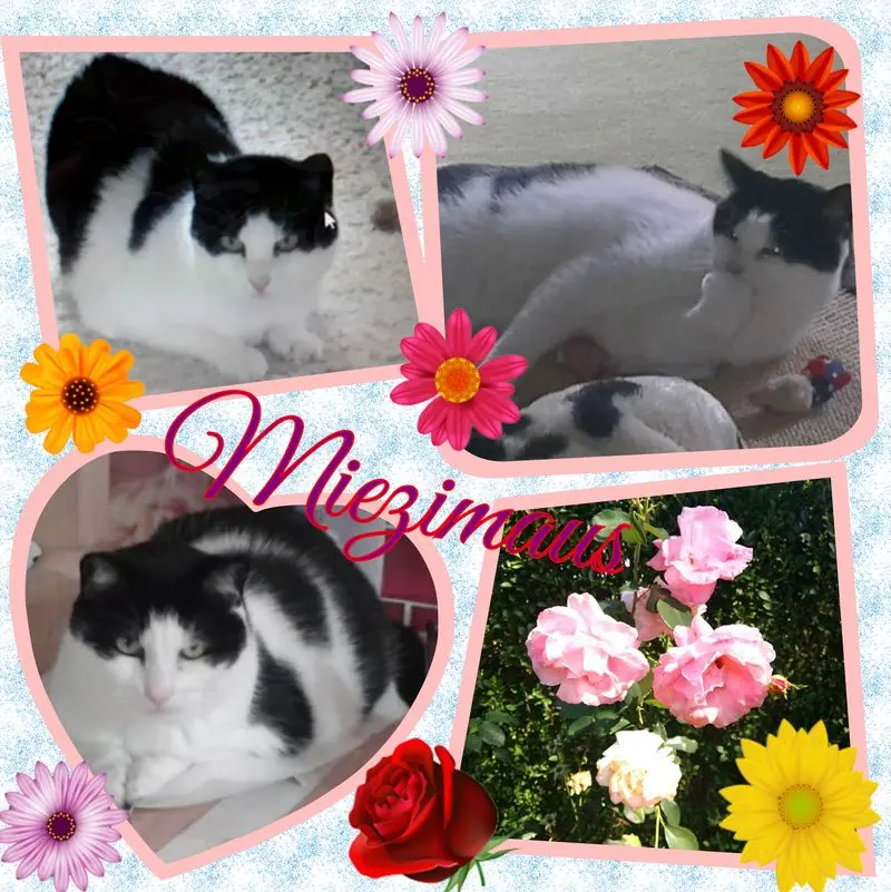 Condolence image of ❤Deine Mutti und deine Oma ❤