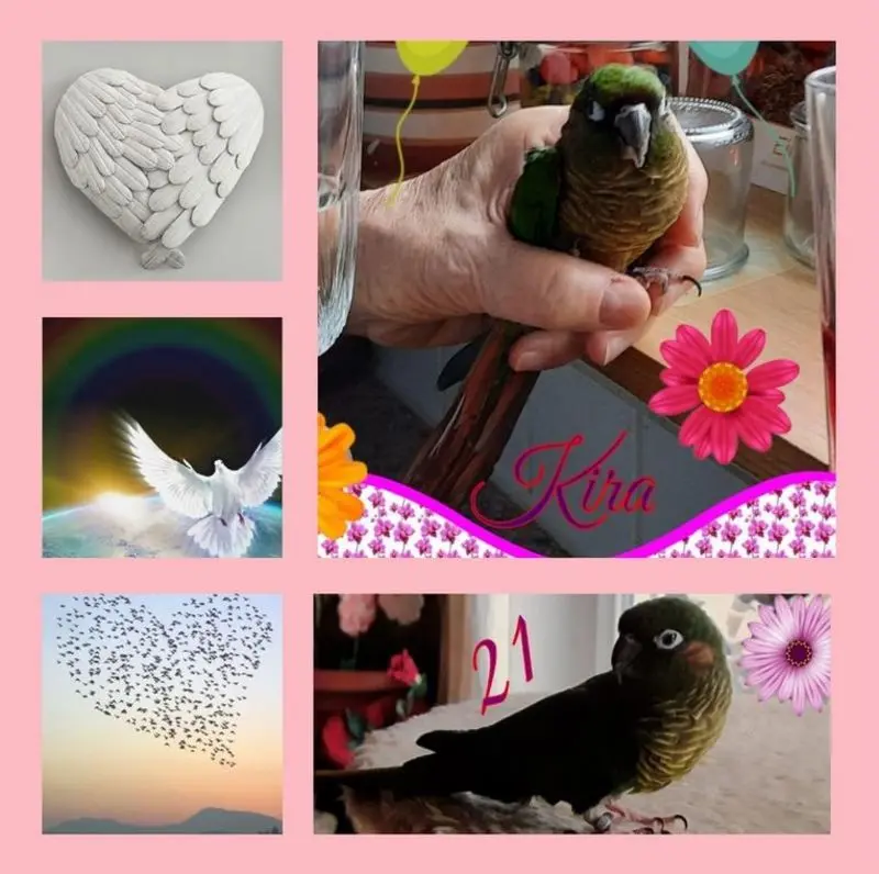 Condolence image of Im Gedenken an Kira