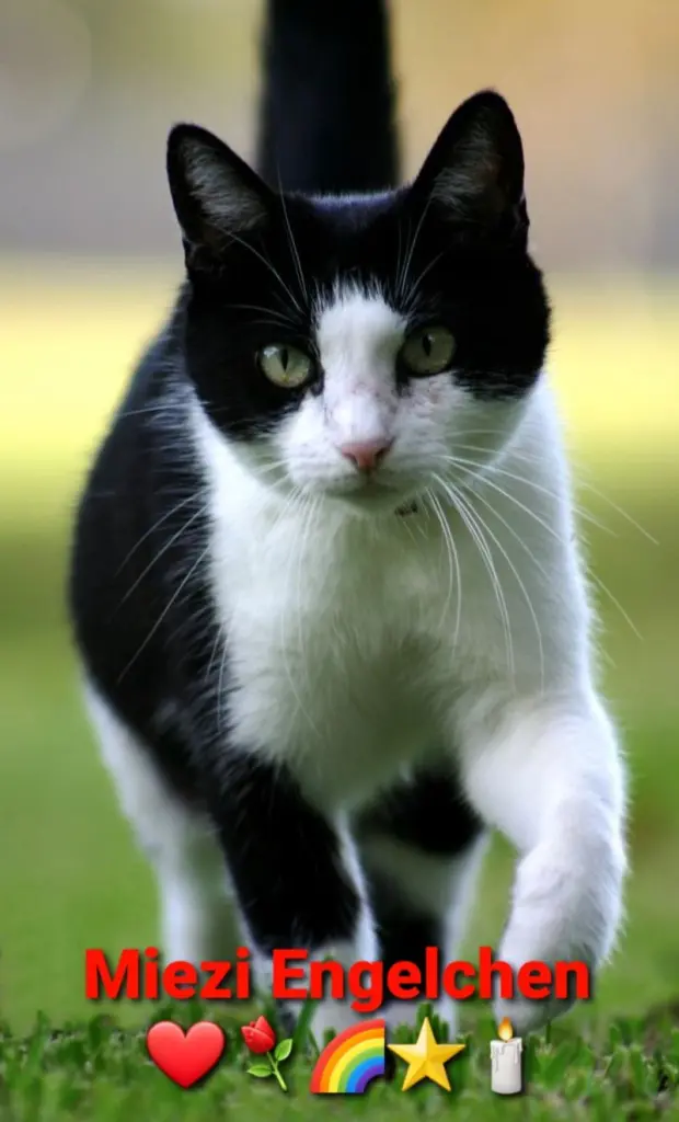 Condolence image of Tanja mit Timmy im Herzen 