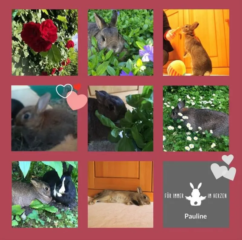 Condolence image of Danke von Pauline und Drina