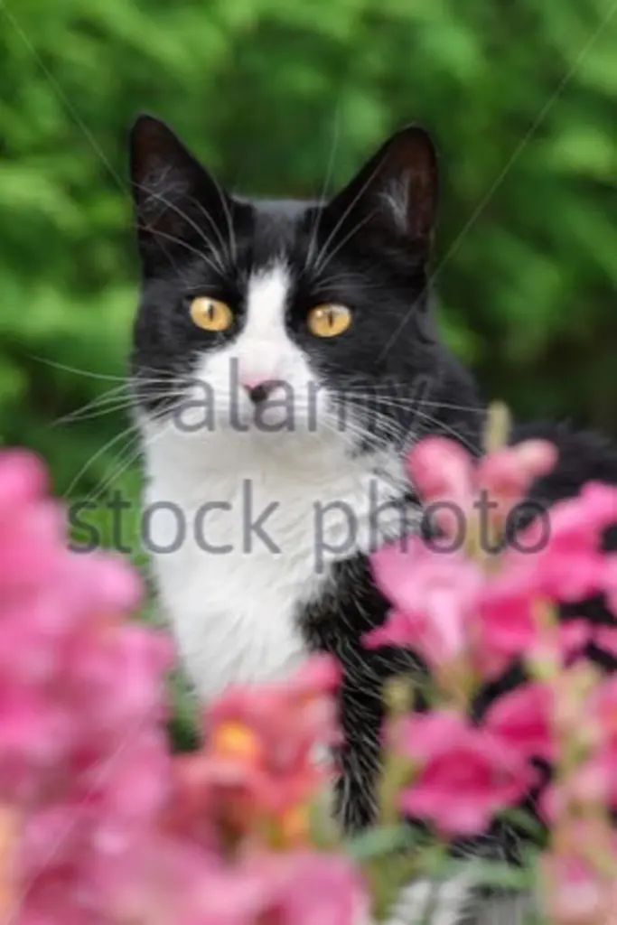 Condolence image of Tanja mit Timmy im Herzen 
