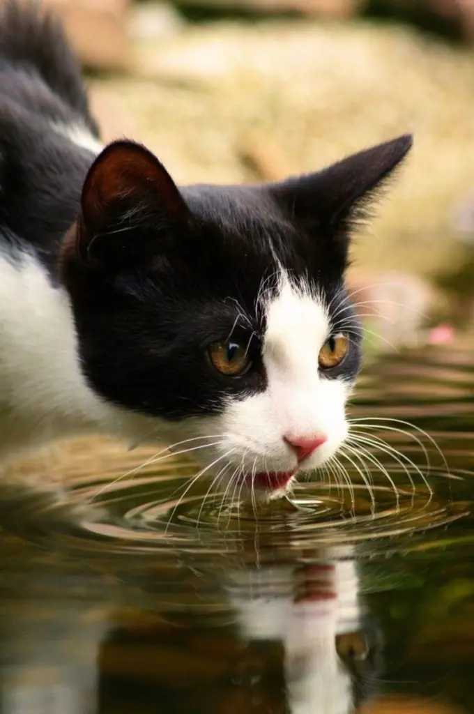 Condolence image of Tanja mit Timmy im Herzen 