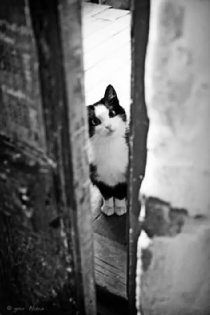 Condolence image of Tanja mit Timmy im Herzen 