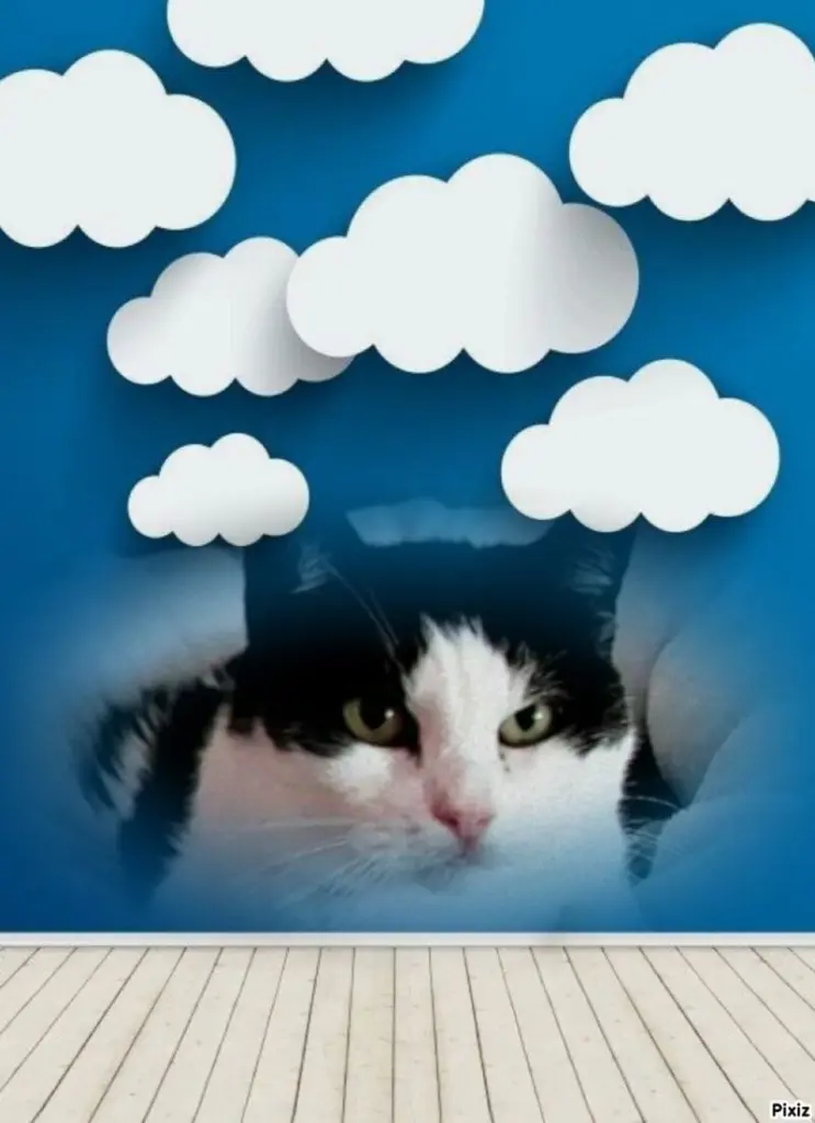 Condolence image of Tanja mit Timmy im Herzen 