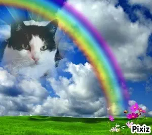 Condolence image of Tanja mit Timmy im Herzen 