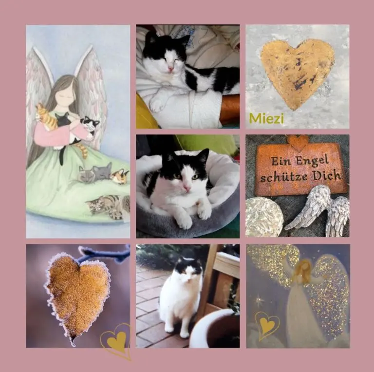Condolence image of Rosen zum Gedenktag für Miezi