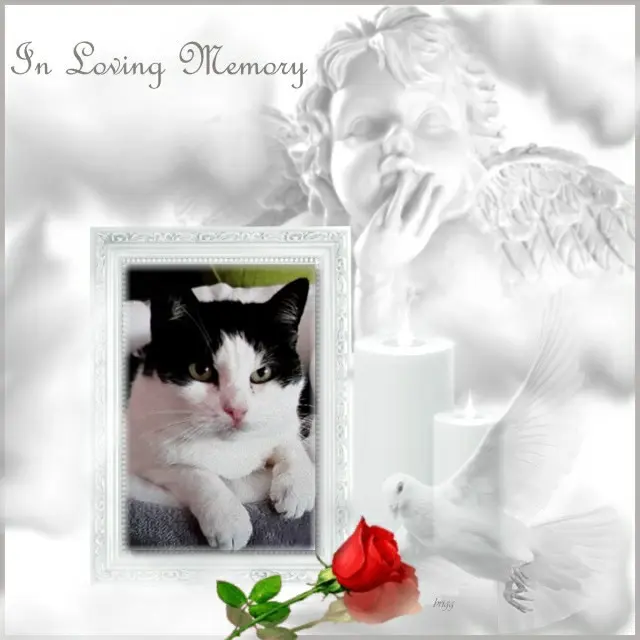 Condolence image of 4.Sternchen❤️Gedenktag❤️