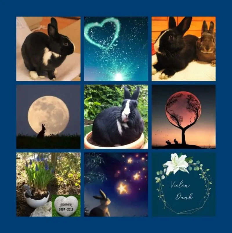 Condolence image of Danke von Jasper & Drina 