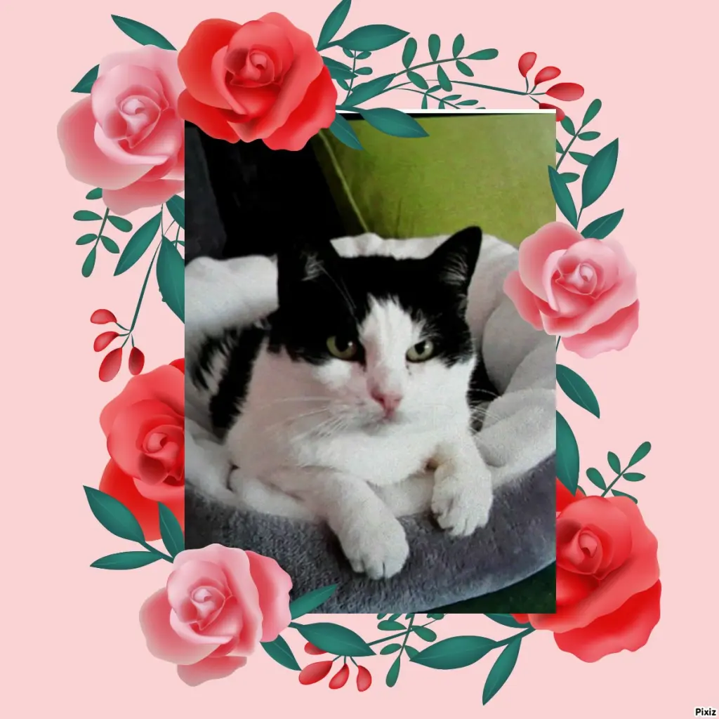 Condolence image of Tanja mit Timmy im Herzen 