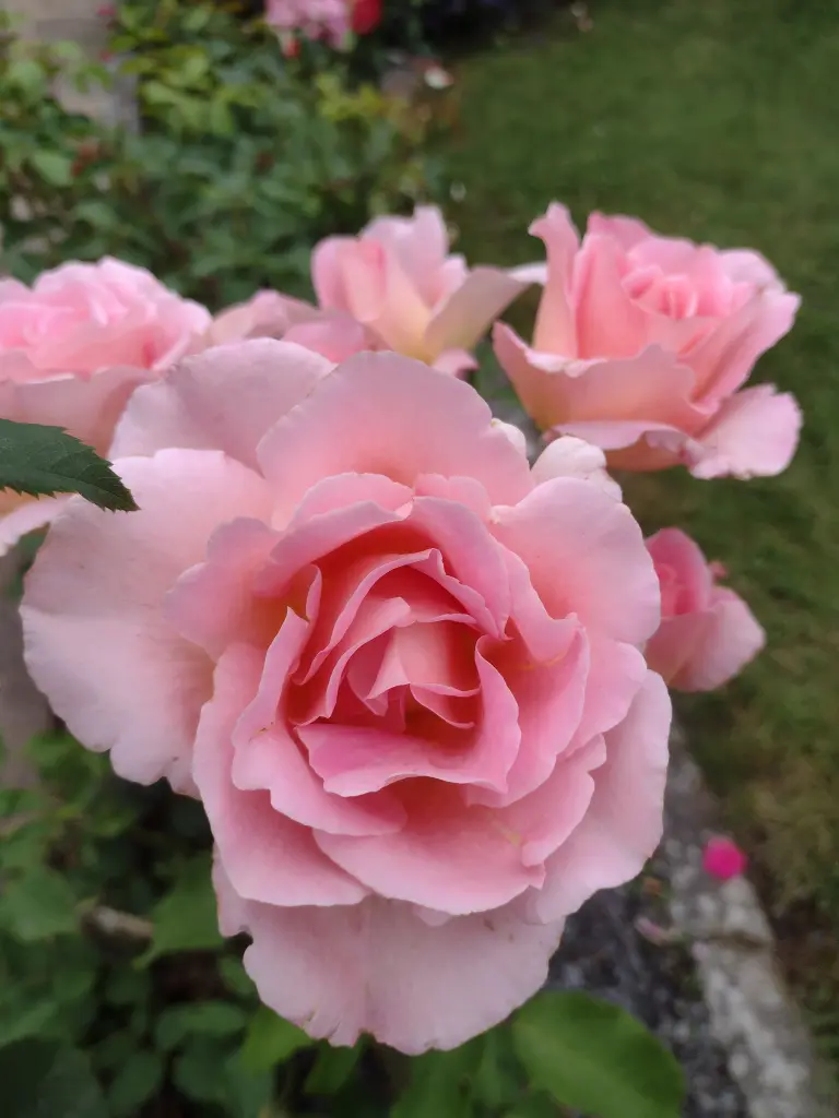 Condolence image of Corinna mit Emma, Pummelchen und anderen Sternlein im Herzen