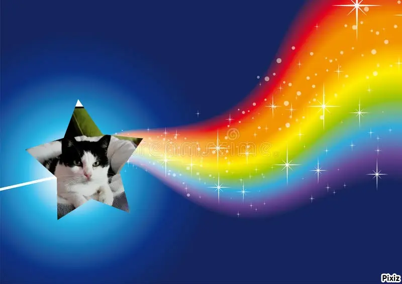 Condolence image of Tanja mit Timmy im Herzen 