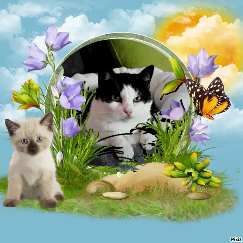 Condolence image of Tanja mit Timmy im Herzen 