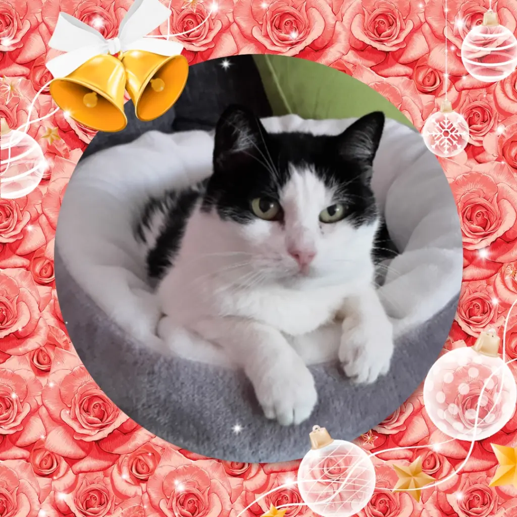 Condolence image of ❤️Frohe Weihnachten ❤️Deine Mutti und deine Oma ❤️ 