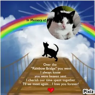 Condolence image of Tanja mit Timmy im Herzen 