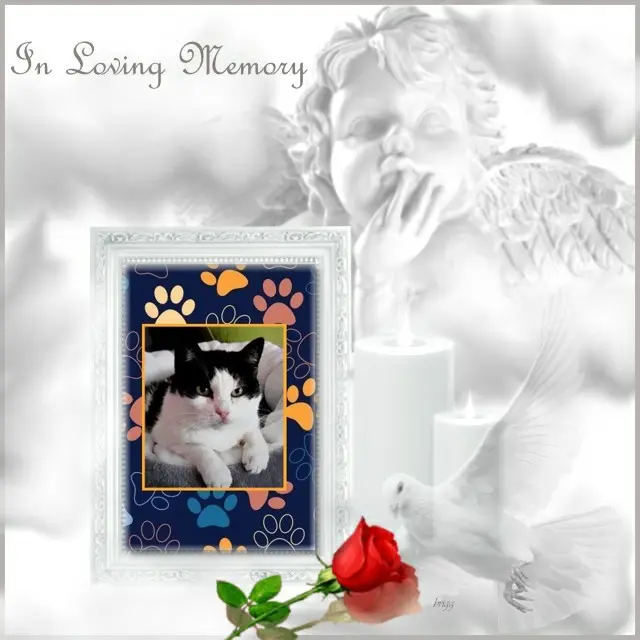 Condolence image of 5.Sternchen❤Gedenktag❤❤❤❤❤