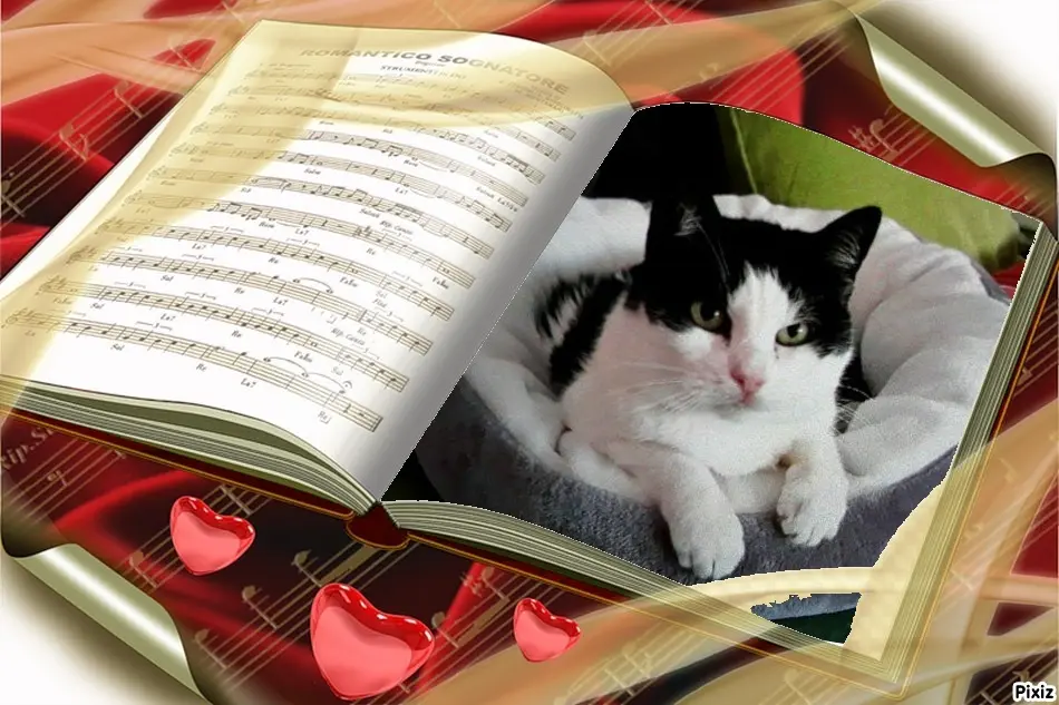 Condolence image of Tanja mit Timmy im Herzen 