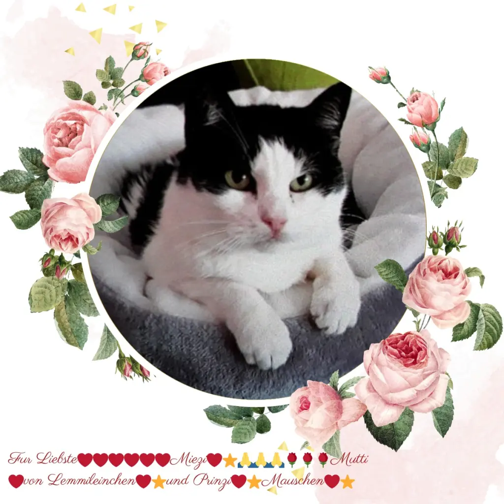 Condolence image of Fur Miezilein❤️⭐️