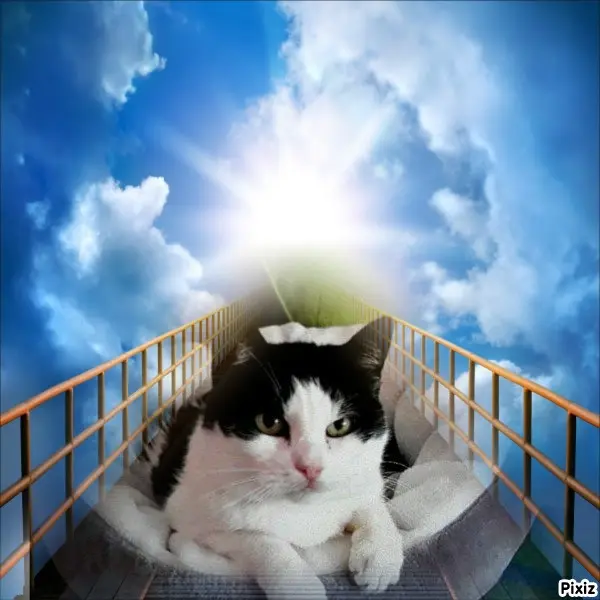 Condolence image of Tanja mit Timmy im Herzen 