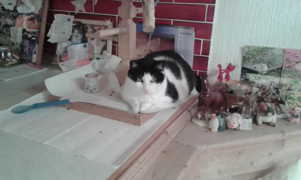 Condolence image of ❤️Deine Mutti Eike und Oma Edeltraud ❤️ 