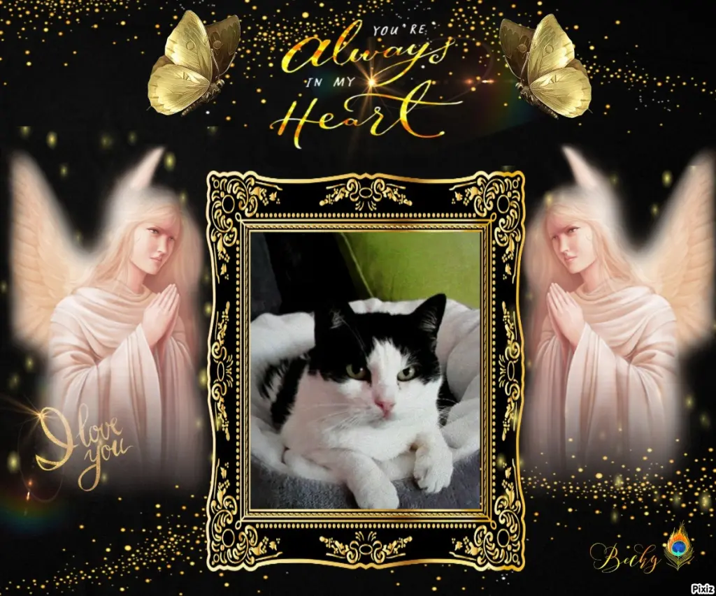 Condolence image of Tanja mit Timmy im Herzen 