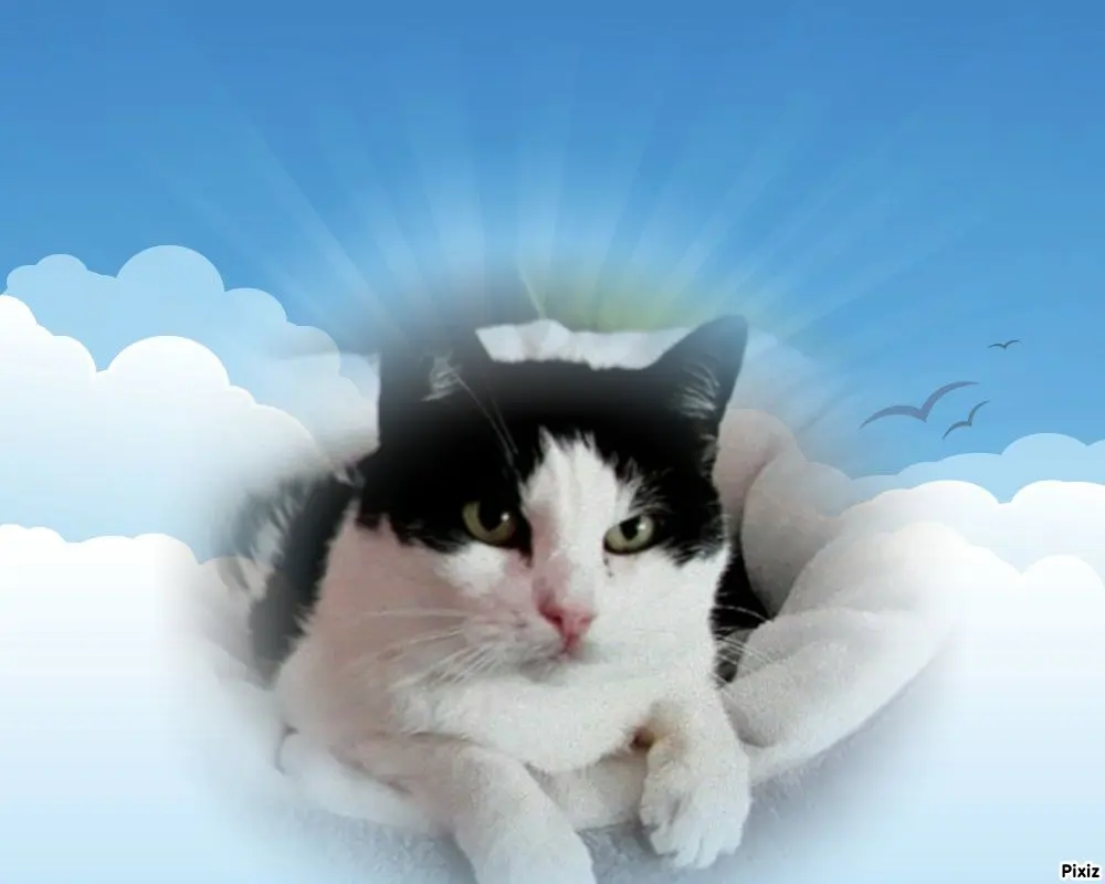 Condolence image of Tanja mit Timmy im Herzen 