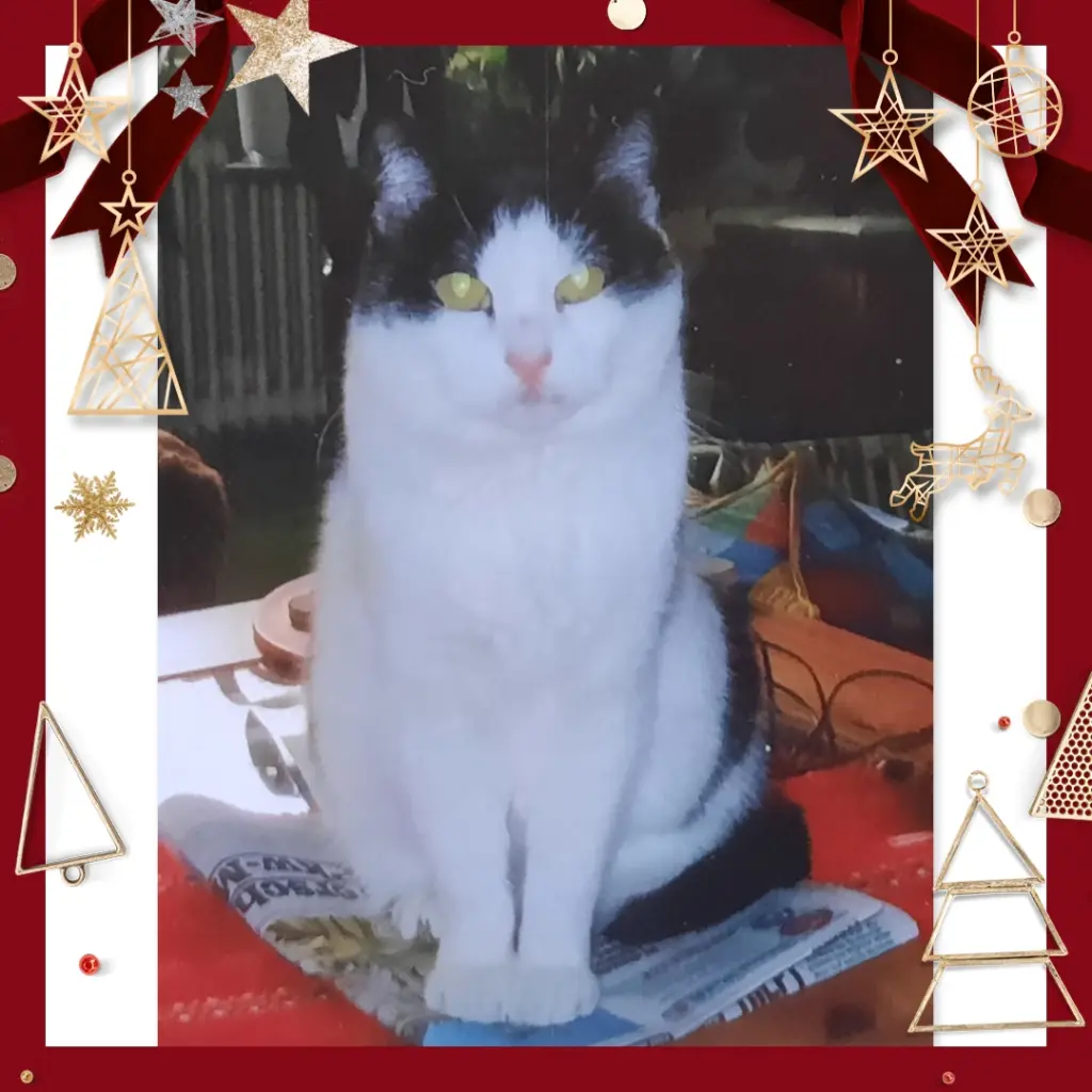 Condolence image of ❤️Frohe Weihnachten Mieschilein ❤️