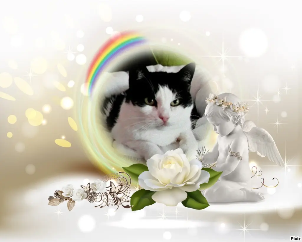 Condolence image of Tanja mit Timmy im Herzen 