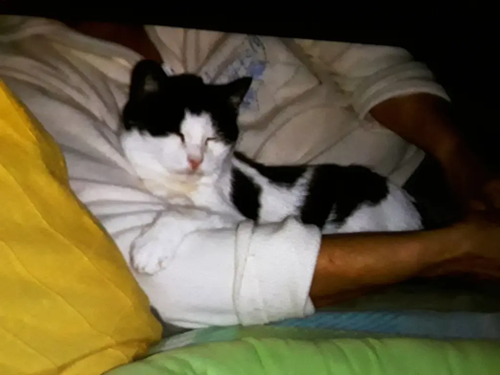 Condolence image of ❤️6. Sternchengeburtstag ❤️ Mieschilein ❤️