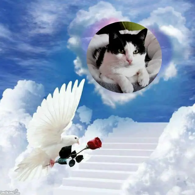 Condolence image of 6.Sternchen⭐️Gedenktag❤️❤️❤️❤️❤️❤️