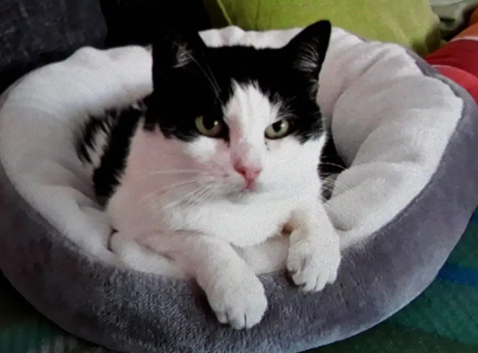 Condolence image of ❤️73 Mo ❤️Deine Mutti und deine Oma ❤️ 