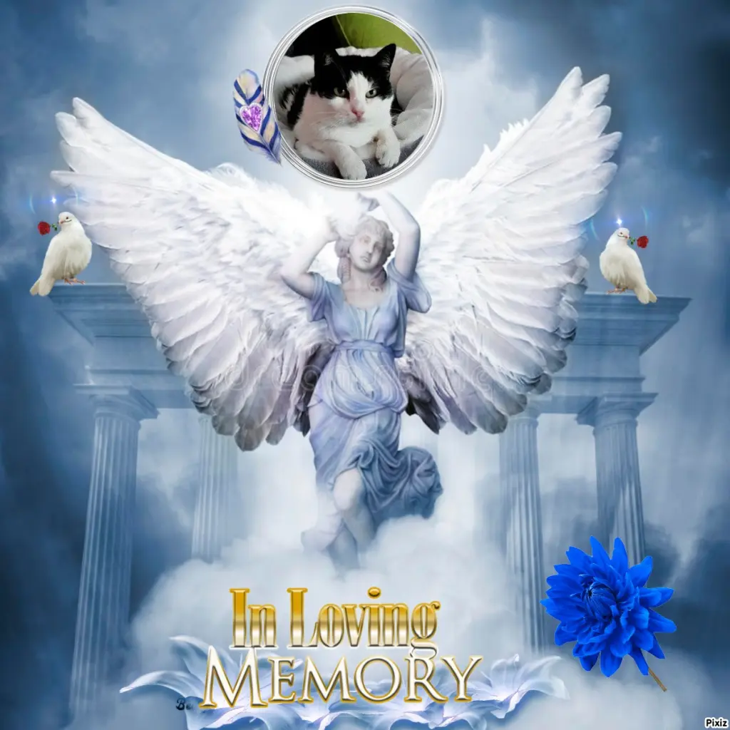 Condolence image of Tanja mit Timmy im Herzen 