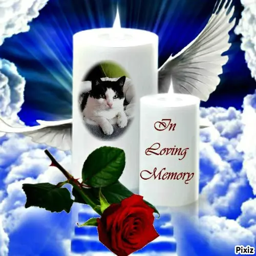 Condolence image of Tanja mit Timmy im Herzen 