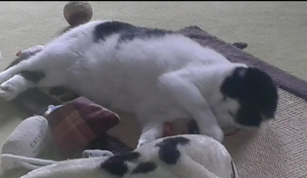 Condolence image of ❤️82 Mo ❤️Deine Mutti und deine Oma ❤️ 