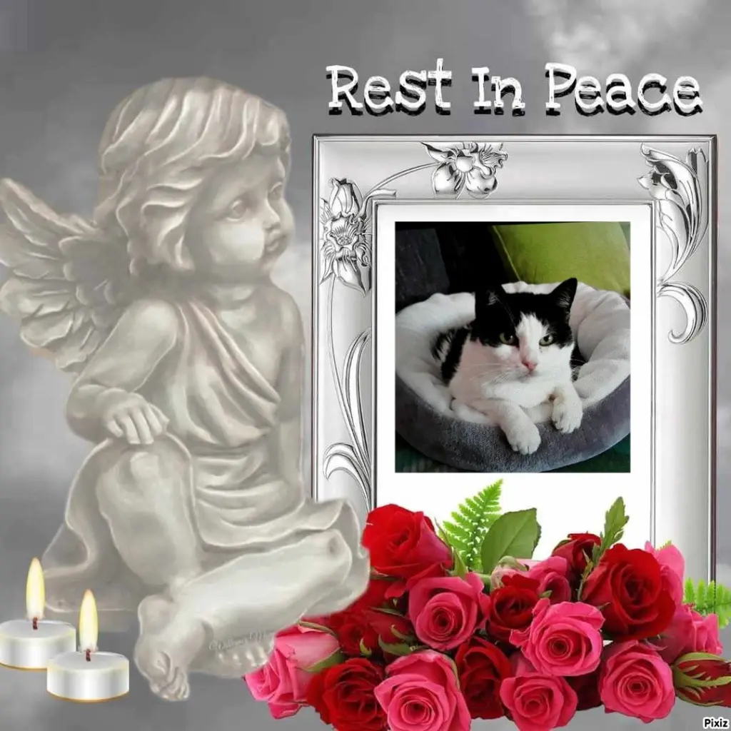 Condolence image of Tanja mit Timmy im Herzen 