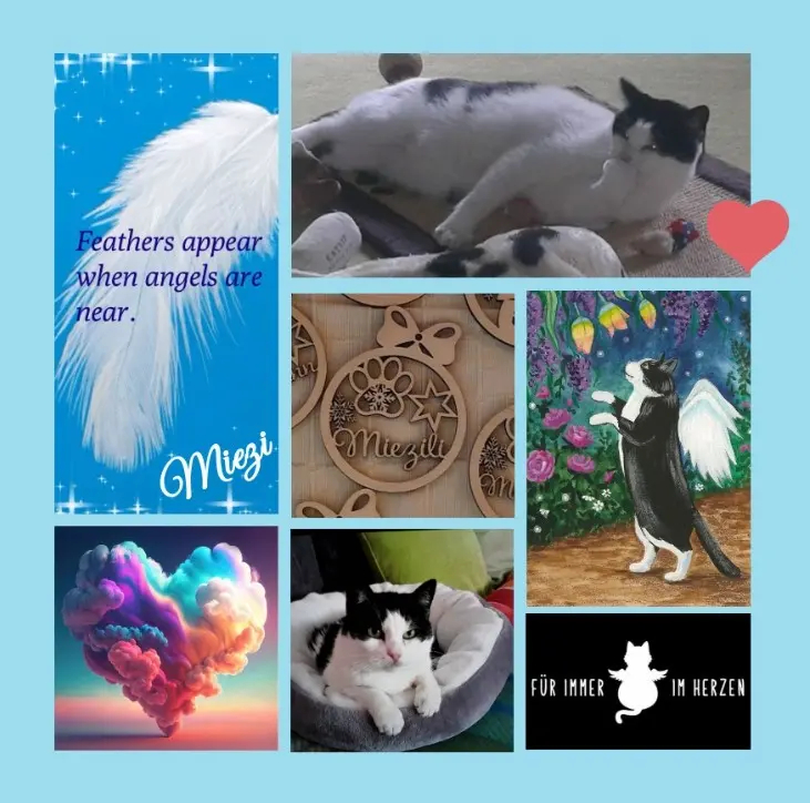 Condolence image of Rosen für Miezi zum 7. Sternchentag