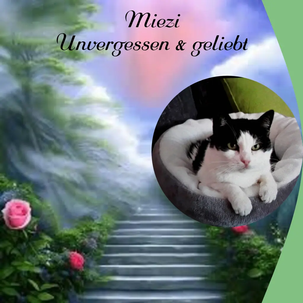 Condolence image of Corinna mit Emma, Vinni-Ved, Jengi, Blacky, Pummelchen und anderen Sternleine im Herzen