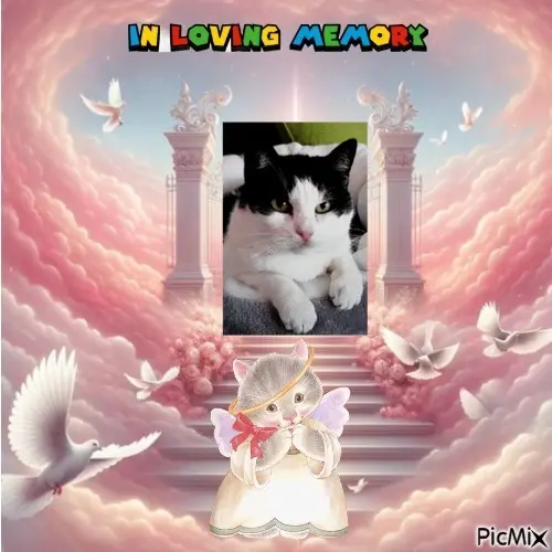 Condolence image of 7.Sternchen⭐️Gedenktag❤️❤️❤️❤️❤️❤️❤️