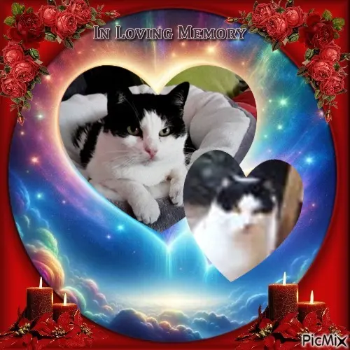 Condolence image of ❤️❤️❤️❤️❤️❤️❤️❤️❤️❤️❤️❤️