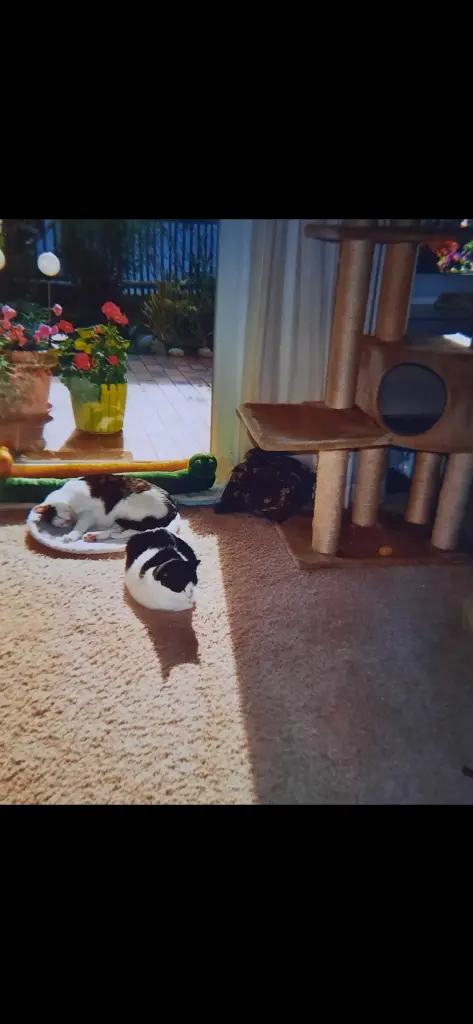 Condolence image of ❤️85 Mo❤️Deine Mutti und deine Oma ❤️ 