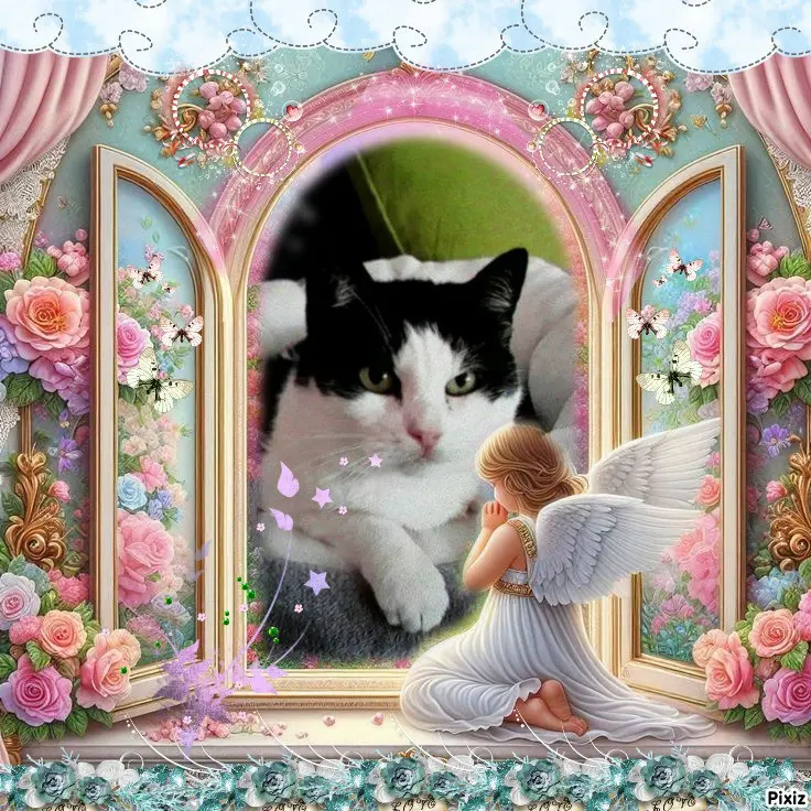 Condolence image of Tanja mit Timmy im Herzen 