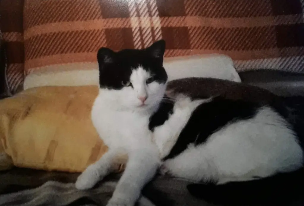 Condolence image of ❤️88 Mo❤️Deine Mutti und deine Oma ❤️ 