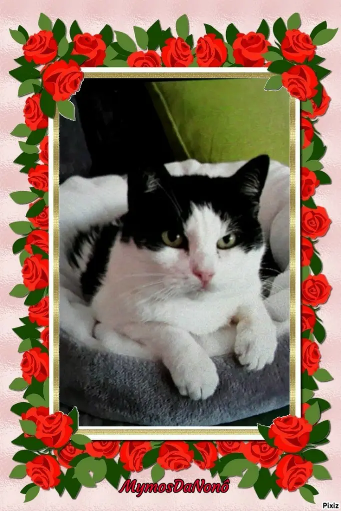 Condolence image of Tanja mit Timmy im Herzen 