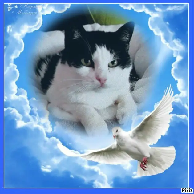 Condolence image of Tanja mit Timmy im 💘🐈🐾