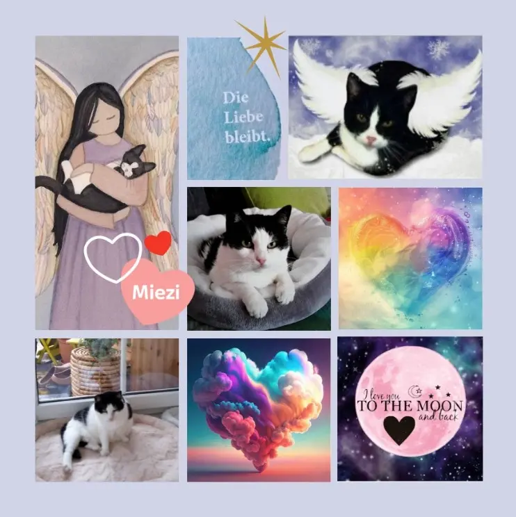 Condolence image of Ein Sternenrosenmeer für Miezi zum 8. Gedenktag