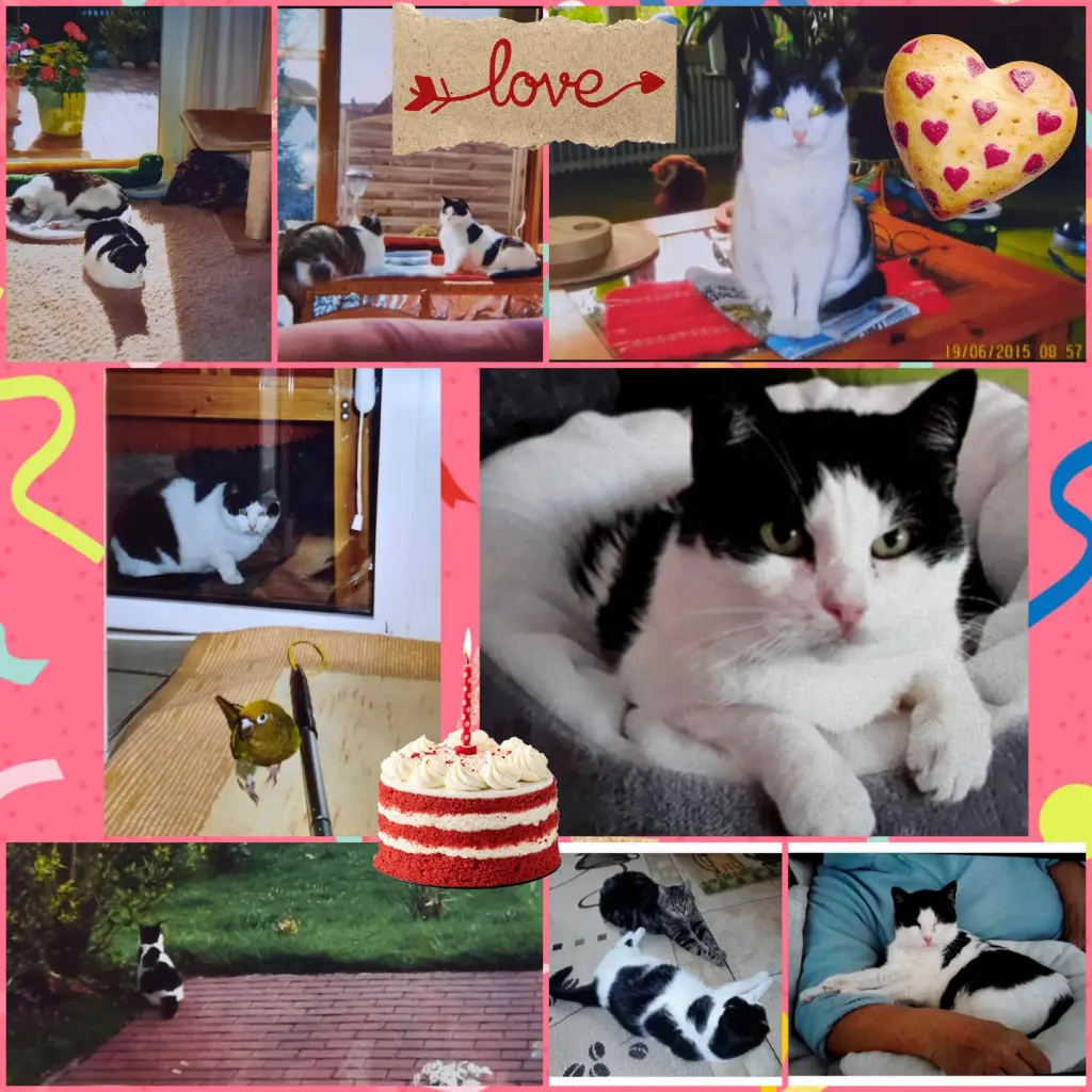 Condolence image of ❤️8. Sternchengeburtstag ❤️ Deine Mutti und deine Oma ❤️