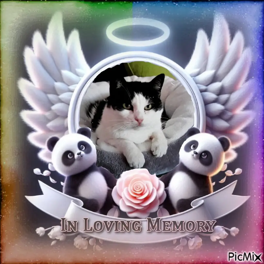 Condolence image of ❤️❤️❤️❤️❤️❤️❤️❤️❤️❤️❤️